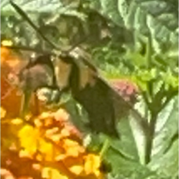 Meet your Posher, Melissa - Picture 3 of 4